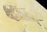 Diplomystus & Knightia Fossil Fish Association - Wyoming #136863-1